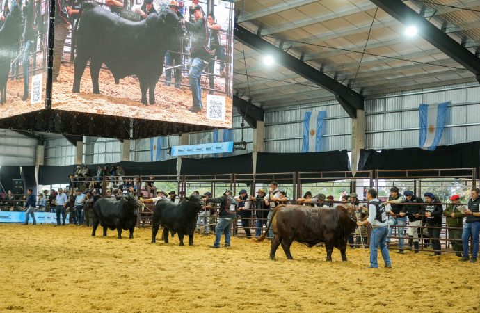 Brangus: La 56° Gran Nacional exhibió el máximo potencial genético de la raza en Corrientes