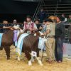Genética de vanguardia en Corrientes: Cabañas Pilagá se alzó con el máximo trofeo en la Nacional del Ternero Braford