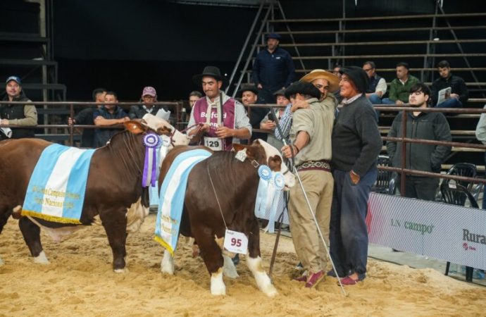 Genética de vanguardia en Corrientes: Cabañas Pilagá se alzó con el máximo trofeo en la Nacional del Ternero Braford
