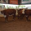 Mercado de Hacienda: leves subas en gordos e invernada en el remate de Consignaciones Córdoba en Jesús María