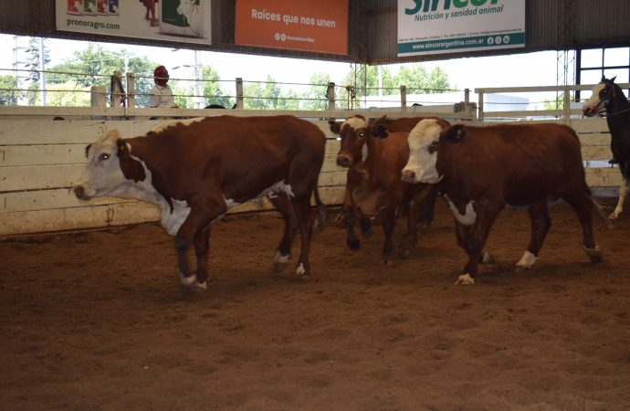 Mercado de Hacienda: leves subas en gordos e invernada en el remate de Consignaciones Córdoba en Jesús María