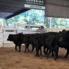 Mercado de Hacienda: precios en baja en el remate de Consignaciones Córdoba en la Rural de Jesús María