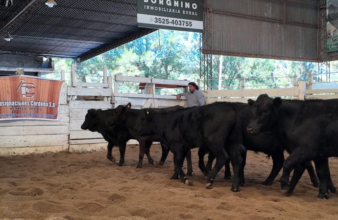 Mercado de Hacienda: precios en baja en el remate de Consignaciones Córdoba en la Rural de Jesús María
