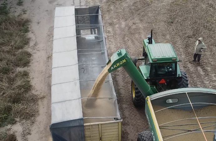 Avanza la cosecha pero se comercializa menos: el productor retiene la soja y genera tensión en el mercado
