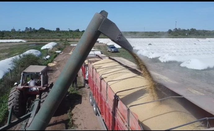 CONINAGRO pide eliminar retenciones al trigo para frenar la escalada de costos a raíz de la crisis en Medio Oriente