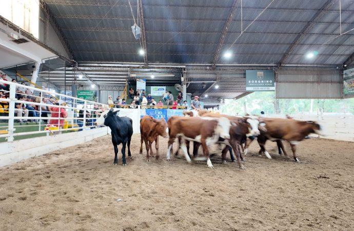 Consignaciones Córdoba rematará 1.800 cabezas en la Sociedad Rural de Jesús María