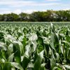 Nutrición de precisión: El camino para maximizar el potencial del maíz en la región