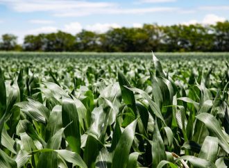 Nutrición de precisión: El camino para maximizar el potencial del maíz en la región
