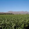 Nutrición y eficiencia hídrica: Los ejes del Simposio Regional Fertilidad 2026 en La Pampa
