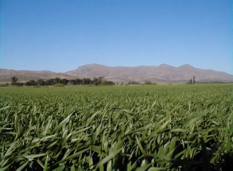 Nutrición y eficiencia hídrica: Los ejes del Simposio Regional Fertilidad 2026 en La Pampa