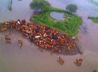 Emergencia hídrica en el norte santafesino: El INTA brinda claves para proteger la producción ganadera