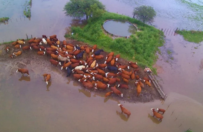 Emergencia hídrica en el norte santafesino: El INTA brinda claves para proteger la producción ganadera