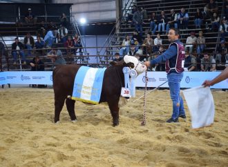 Corral de Guardia se consagra en la Nacional Braford: una ternera excepcional es coronada como la mejor en Corrientes