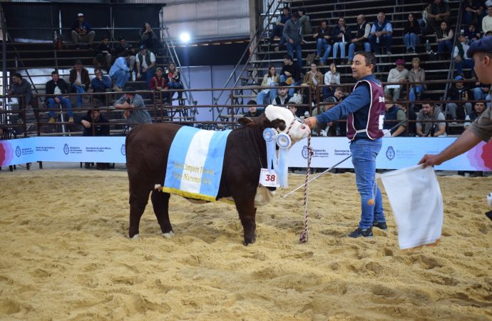 Corral de Guardia se consagra en la Nacional Braford: una ternera excepcional es coronada como la mejor en Corrientes