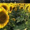 El girasol desafía al clima y alcanza rindes de 3.400 kg/ha en el sur bonaerense