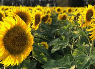 El girasol desafía al clima y alcanza rindes de 3.400 kg/ha en el sur bonaerense