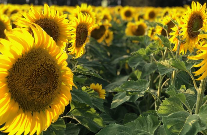 El girasol desafía al clima y alcanza rindes de 3.400 kg/ha en el sur bonaerense