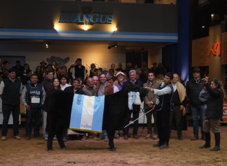 Excelencia Ganadera: Se consagraron los Grandes Campeones Hembras de la Expo Otoño Angus