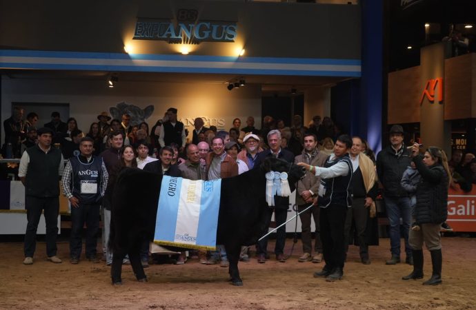 Excelencia Ganadera: Se consagraron los Grandes Campeones Hembras de la Expo Otoño Angus