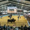 Jura de Terneros Brangus: Rincón del Oratorio y Don Pedro se alzaron con los grandes campeonatos, El Porvenir en el podio