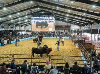 Jura de Terneros Brangus: Rincón del Oratorio y Don Pedro se alzaron con los grandes campeonatos, El Porvenir en el podio