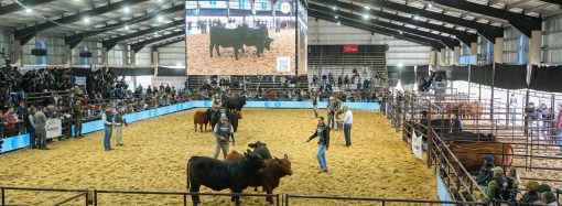 Excelencia genética y talento joven: las claves de una jornada inolvidable en la 72° Expo de Otoño en Río Cuarto
