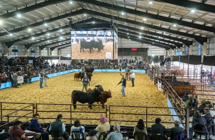 Jura de Terneros Brangus: Rincón del Oratorio y Don Pedro se alzaron con los grandes campeonatos, El Porvenir en el podio