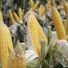 Argentina logra una producción récord de 163 millones de toneladas en la campaña 2025/26