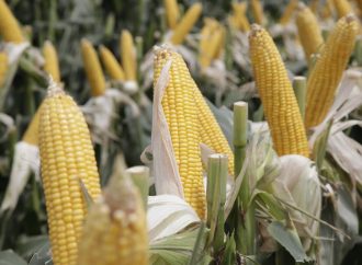 Argentina logra una producción récord de 163 millones de toneladas en la campaña 2025/26