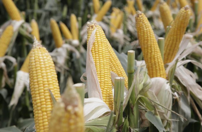 Argentina logra una producción récord de 163 millones de toneladas en la campaña 2025/26