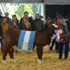 Corrientes: Epicentro de la Genética Bovina en «Las Nacionales 2026»