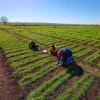 El INTA fortalece la ganadería con el lanzamiento de tres nuevas variedades de raigrás tetraploide