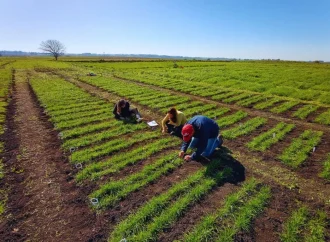 El INTA fortalece la ganadería con el lanzamiento de tres nuevas variedades de raigrás tetraploide