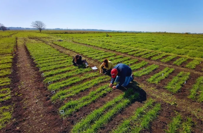 El INTA fortalece la ganadería con el lanzamiento de tres nuevas variedades de raigrás tetraploide
