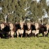 VISEC Carne: La carrera de la ganadería argentina para cumplir con las nuevas exigencias de la Unión Europea