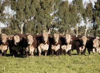 VISEC Carne: La carrera de la ganadería argentina para cumplir con las nuevas exigencias de la Unión Europea