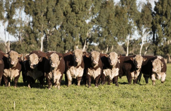 VISEC Carne: La carrera de la ganadería argentina para cumplir con las nuevas exigencias de la Unión Europea