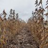 Región núcleo: Tras las lluvias la cosecha de soja avanzó en 1 millón de ha en una semana