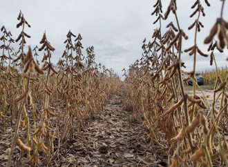 Región núcleo: Tras las lluvias la cosecha de soja avanzó en 1 millón de ha en una semana