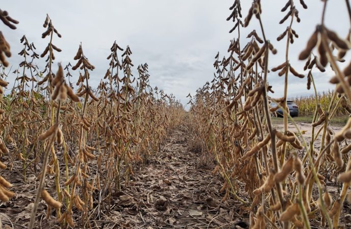 Región núcleo: Tras las lluvias la cosecha de soja avanzó en 1 millón de ha en una semana
