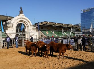 «Lo que vi en la pista enaltece la raza»: Contundente veredicto de Mariano Zanguitu en la jura de lotes de Pedigree de Angus