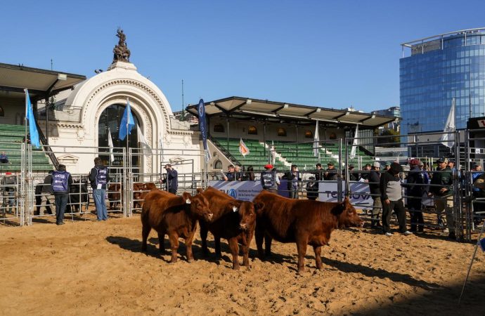 «Lo que vi en la pista enaltece la raza»: Contundente veredicto de Mariano Zanguitu en la jura de lotes de Pedigree de Angus
