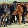 Zafra 2026: la ganadería registra el movimiento de terneros más bajo de la última década