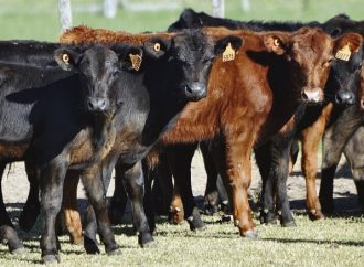 Zafra 2026: la ganadería registra el movimiento de terneros más bajo de la última década