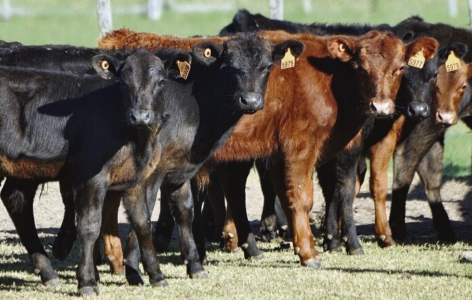 Zafra 2026: la ganadería registra el movimiento de terneros más bajo de la última década