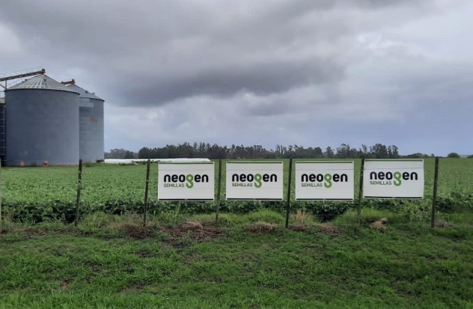 El trigo recupera protagonismo: mejores márgenes y renovación genética impulsan la campaña 2026