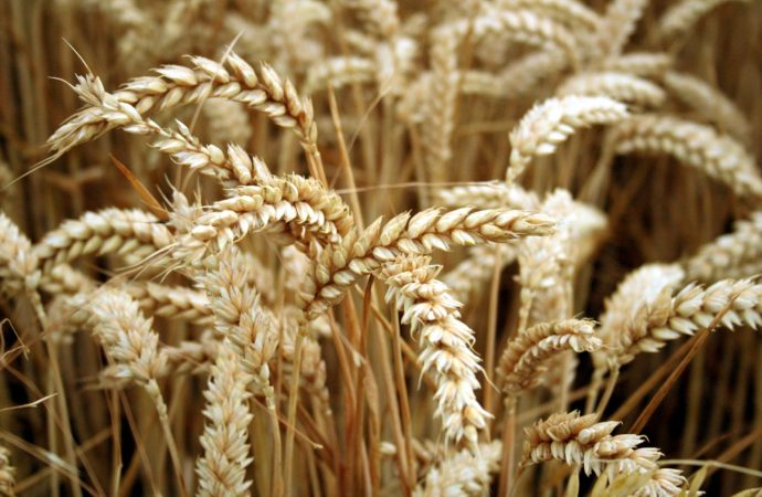Récord en la industria molinera: la molienda de trigo alcanzó en marzo su nivel más alto desde 2020