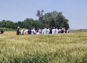 El futuro del trigo argentino: Neogen desembarca en «A Todo Trigo 2026» con genética de alto rendimiento