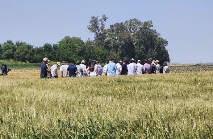 El futuro del trigo argentino: Neogen desembarca en «A Todo Trigo 2026» con genética de alto rendimiento