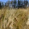 Campaña Fina 2026: Con el agua asegurada, la nutrición definirá los récords en trigo y cebada